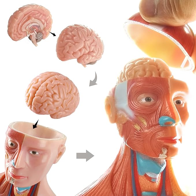 EVOTECH 15 قطعة نموذج تشريح - الصورة 2