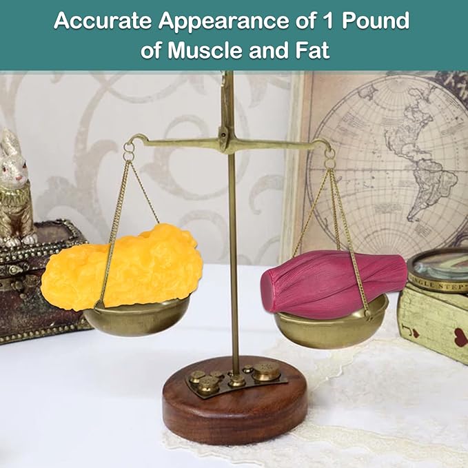 Skillssist Human Muscle Fat Model - الصورة 2