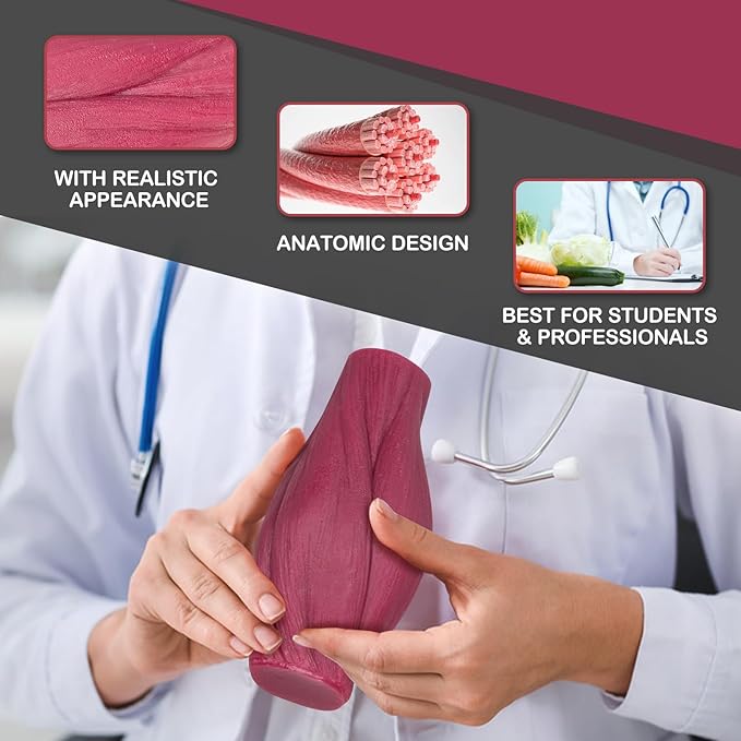 Skillssist Human Muscle Fat Model - الصورة 4