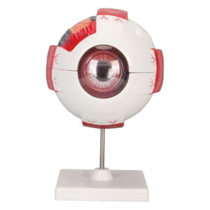 BusoTh 6X Enlarged Eyeball Model